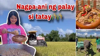 Nagluto ako ng Bicol Express | Anihan na sa Bukid | Ka Mangyan Vlogs