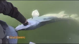 Fishing White Sturgeon on the Snake River