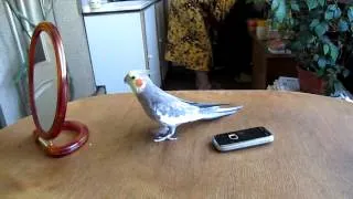 Попугай против телефон