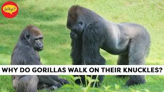 Why do gorillas walk on their knuckles?