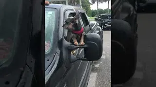 Dog Wees Out Car Window || ViralHog