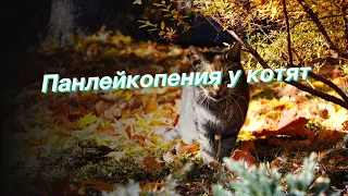 Панлейкопения у котят