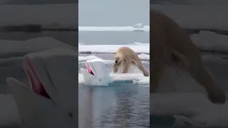 Polar Bear hunts Beluga Whale