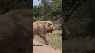 CASPER THE WHITE LION  #subscribe #safari #lion #casper #nature #shorts #short #animal