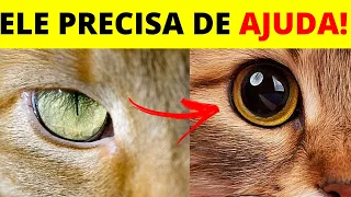 como saber se meu gato está doente ? 5 SINAIS mais COMUNS de doenças em gatos!