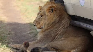 Maasai Mara - African wildlife and nature in 4K