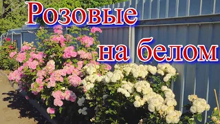 Обзор четырёх сортов роз не вошедших в лидеры продаж.