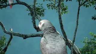 Enchanting Aria: Captivating Serenades by an African Gray Parrot in Mesmerizing 4K Brilliance