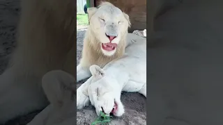 White Lions Arguing! CUTE & FUNNY