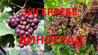 Зигерребе вкусный и ароматный, винный сорт винограда, очень раннего срока созревания Сельская жизнь