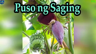 GANITO GAWIN MO SA  SAGING KUNG MAKAKITA KA NITO | KEVIN TV FACTS