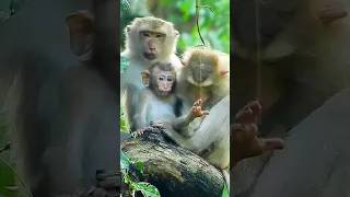 Pity Baby monkey Kenzo and Mommy Katrina.  #baby #monkey #minimonkey #viralvideo #shorts #1150