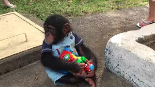 Baby Chimp doesnt want to share his toy