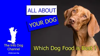 💥 7 tips to know which dog food is best 😉