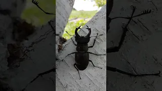 Жук-олень UA | European stag beetle UA