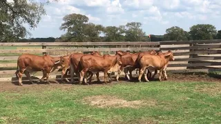 Broken Triangle Cattle: Brahman Bulls for Sale