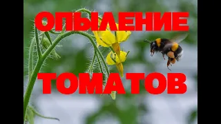 ОПЫЛЕНИЕ ТОМАТОВ ШМЕЛЯМИ