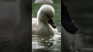 Swan cygnet at just one week old