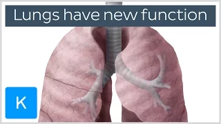 Lungs have a new function - Human Anatomy | Kenhub