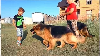 Прогулка с Зэфой и Ютой. Длинношерстные немецкие овчарки. Long-haired German Shepherds.