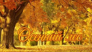 Осенний лес. Стихи. Елена Немоляева. Стихи о природе.