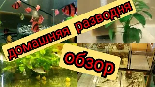 Разводня аквариумных рыбок ДОМА