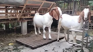 Young Boer Goat Crosses with F1 young Boer Goat in village farm