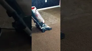 Vacuuming 1 year of dog fur