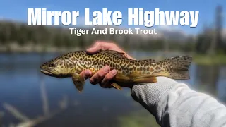 Fishing for TIGER and BROOK TROUT on Mirror Lake Highway! Uinta Mountain Trout Smackdown