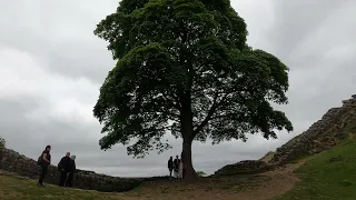 Sycamore Gap tree Hadrian´s Wall