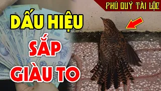 Đột Nhiên Thấy Con Vật Này Vào Nhà Chứng Tỏ BẠN SẮP GIÀU TO, Tiền Vàng Kéo Vào Ầm Ầm