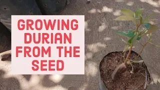 Growing Durian Tree from the Seed