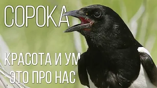 MAGPIE: Smart and funny magpie-beloboka-NOT a thief | Interesting facts about birds and animals