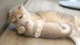 Mom cat loves her kitten in a very forceful style