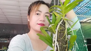 băng coc, nhạn 4n Hoa Lan Market 0764967979