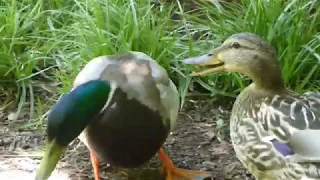 Mallard chatter