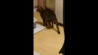 【注意！】猫がこんな格好してたら便秘になってるよ！！