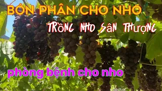 chăm sóc cây nho trong chậu, bón phân cho cây nho đang nuôi trái, phòng bệnh cho nho.