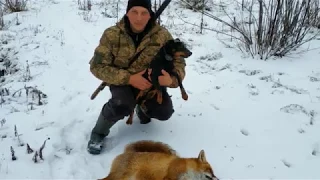 Охота с ягдтерьером, поисковая система для норных собак под землёй, Fox Hunt with Jagdterrier