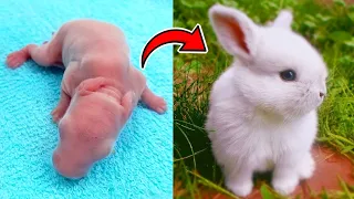 Rabbit Growth - Baby rabbit growing up