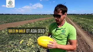 Желтый арбуз Gold in Gold от Asia Seed