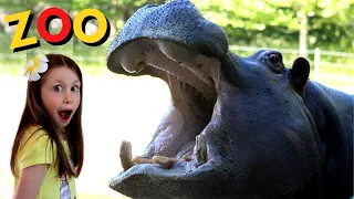 Close up with Hippos! Animal Zoo Adventure!