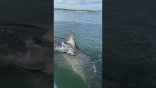 GREAT WHITE SHARK TASTES OUR BOAT!