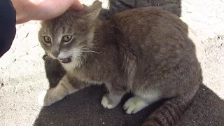 The cat meows very loudly because does not want to eat food