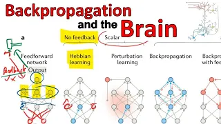 Backpropagation and the brain