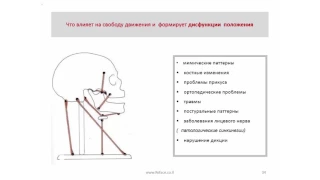 3. Старение лица   с точки зрения биомеханики.