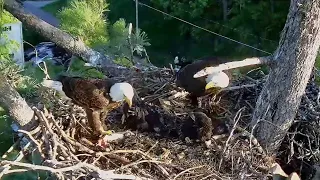 Trempealeau Eagles. Mr T brings a fish! Mrs T brings fluff and Mr T flies out – 05-18-2024