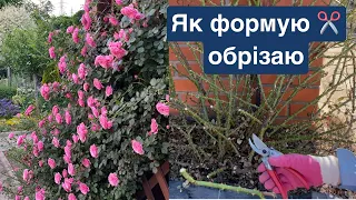 How I shape✂️cut the best rose in our garden