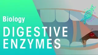 Digestive enzymes | Physiology | Biology | FuseSchool