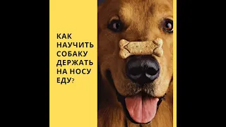 трюк  держать на носу предмет или еду? Как научить собаку держать на носу